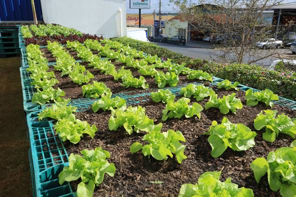 Electrolux cria Horta Solidária, na unidade de São Carlos (SP)
