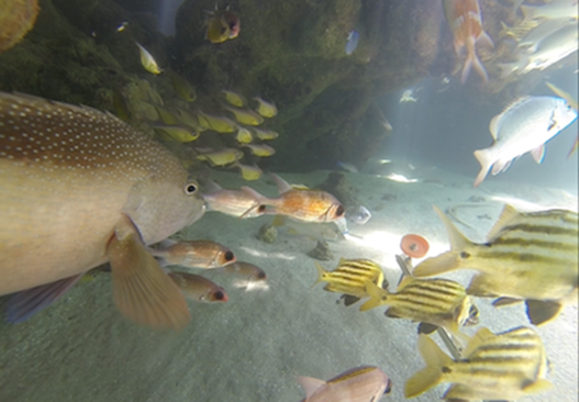 projeto toyota costa dos corais 10 anos