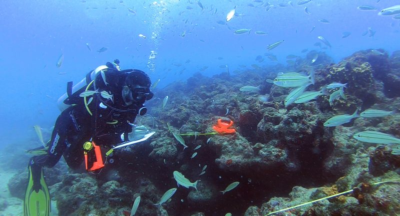 projeto toyota costa dos corais10 anos 