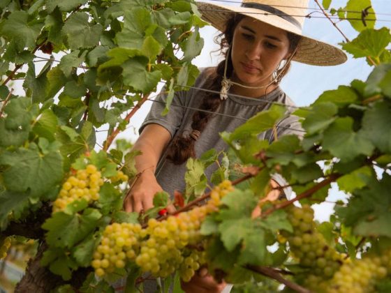 viticultura sustentável Chandon