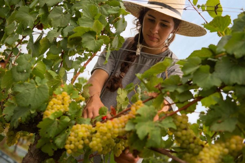 viticultura sustentável Chandon