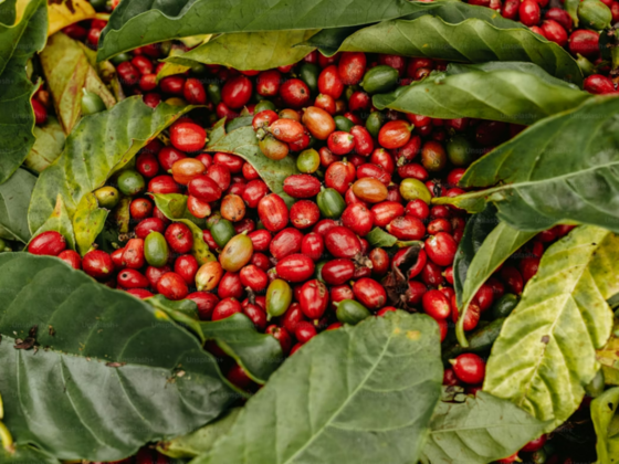 Potássio técnico ganha mais espaço no agro