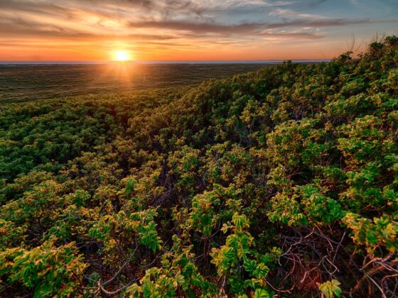 Ecora abre consulta pública na área de créditos de carbono