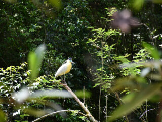 Originals é lançada como veículo escalável para restauração
