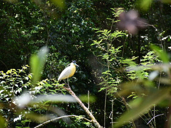 Originals é lançada como veículo escalável para restauração