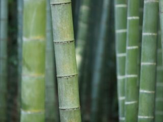 Bambu reúne propriedades que ampliam seu uso no lar
