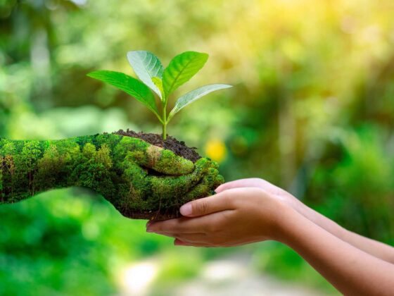 Consciência ecológica rege o comportamento dos ecoturistas