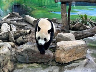 Taiwan reúne atrações para viagens em família com crianças