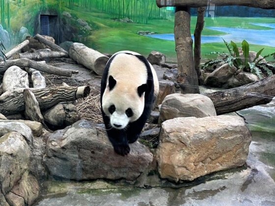 Taiwan reúne atrações para viagens em família com crianças