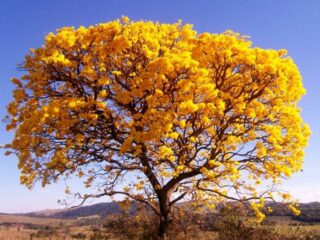 Dia da Árvore é comemorado em 21 de setembro