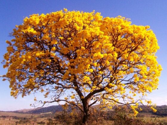 Dia da Árvore é comemorado em 21 de setembro