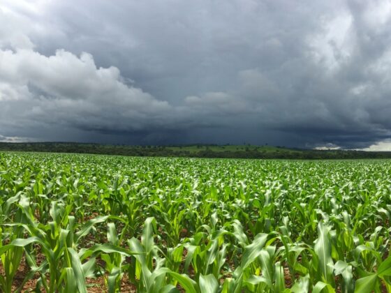 El Niño forte aumenta risco para o agronegócio